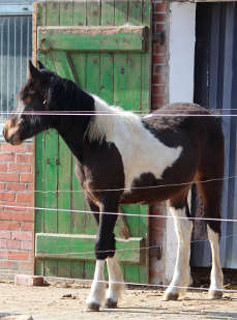 Tinker-Lewitzer-Mix Adelheid