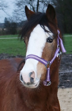 Welsh Pony Diablo