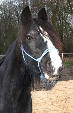 Irish Cob Tinker Kizzy