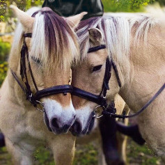 Norweger Lasse & Bosse