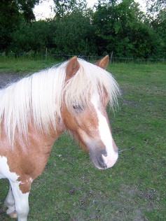 Shetlandpony Mia