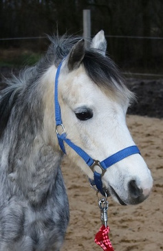 Welsh Pony Tiana